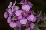 Pineoak jewelflower